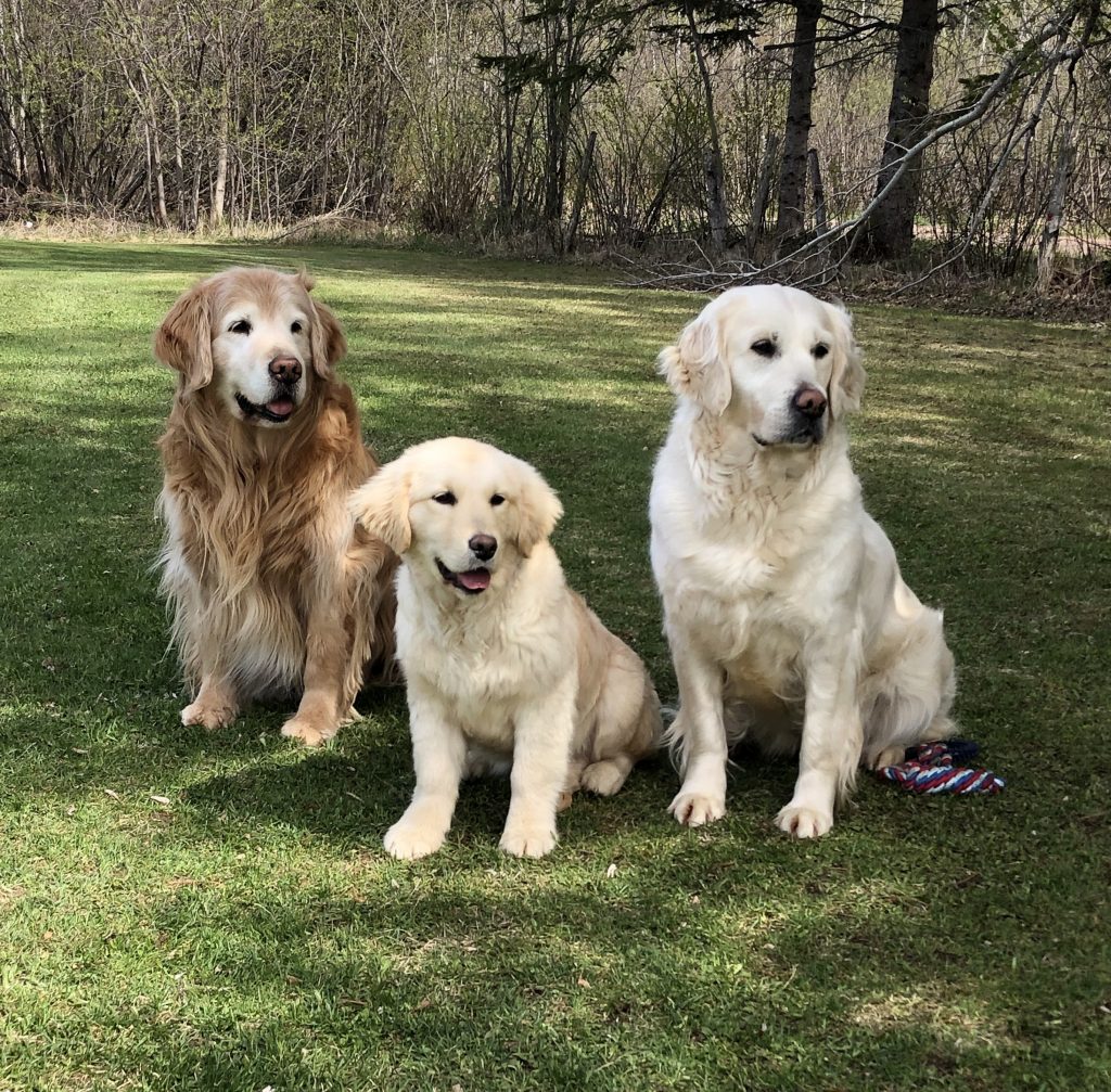 Angels of Gold, Golden Retriever Breeders Golden Retrievers, Golden Retriever Puppies, Saginaw