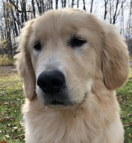 TALIA - Angels of Gold, Golden Retriever Breeders