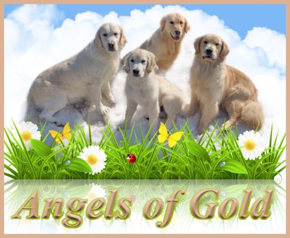 Angels of Gold, Golden Retriever Breeders