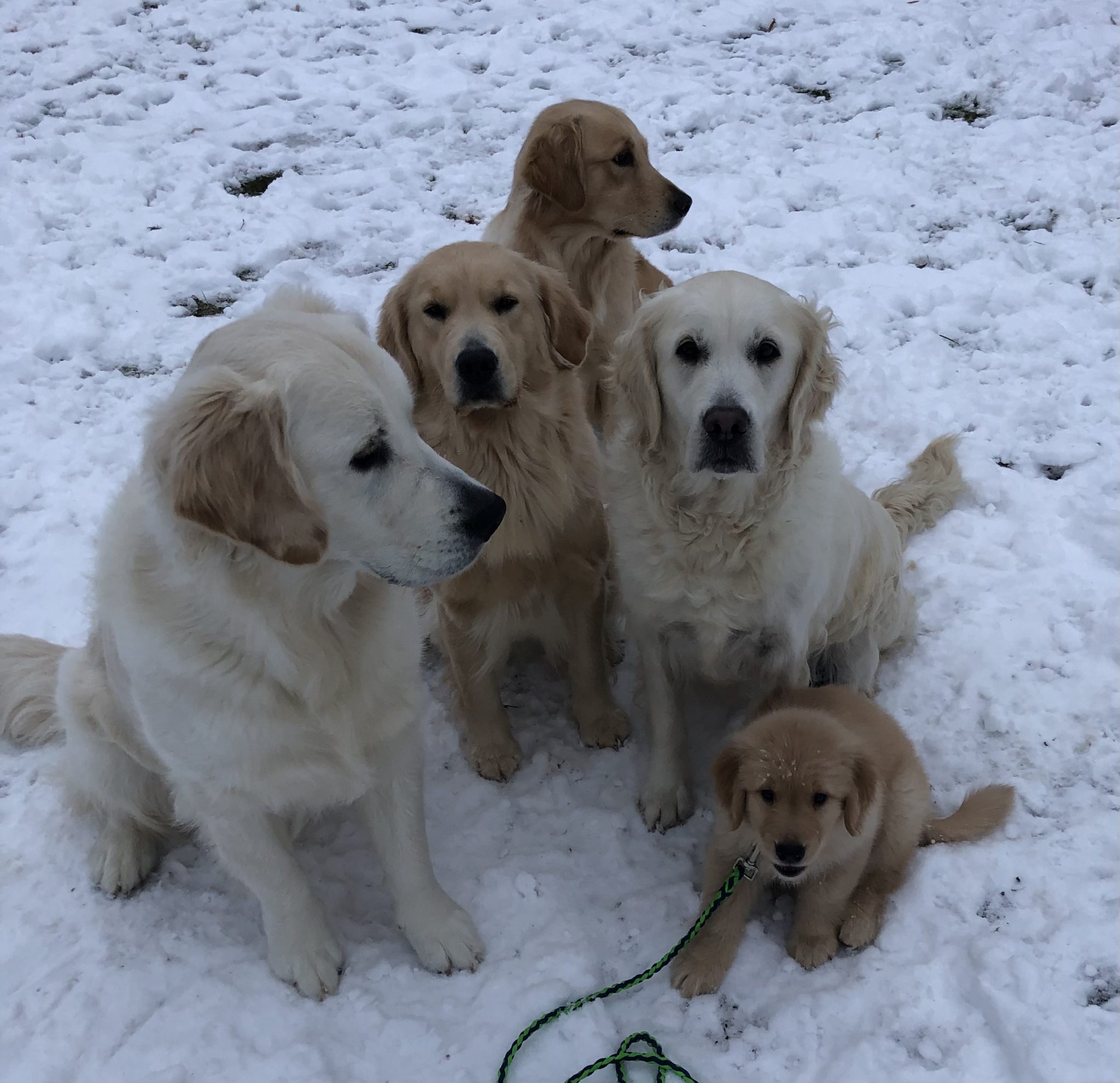 Angels of Gold, Golden Retriever Breeders Golden Retrievers, Golden