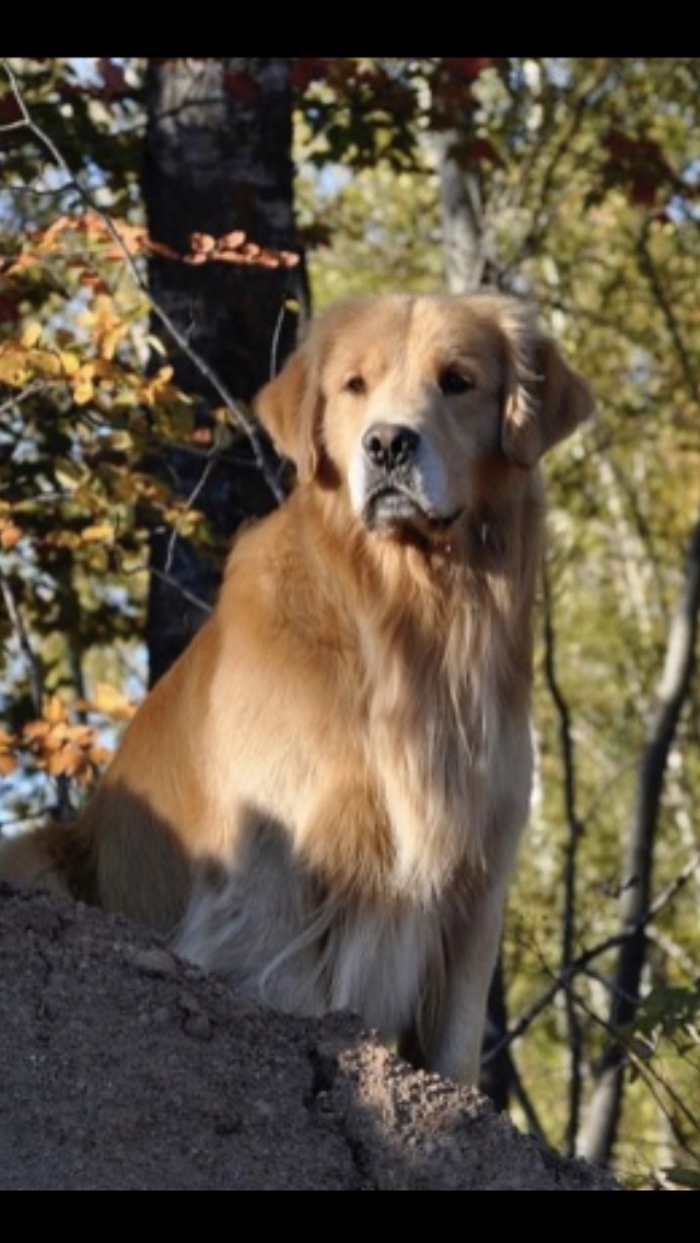 Angels of Gold, Golden Retriever Breeders Golden Retrievers, Golden